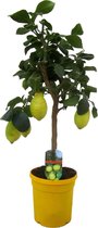 Citrus limon - Citroenboom - Fruitboom - Groenblijvend - ⌀21 cm - 70-80 cm