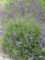 6x Lavandula angustifolia Hidcote - Lavendel in 17cm pot