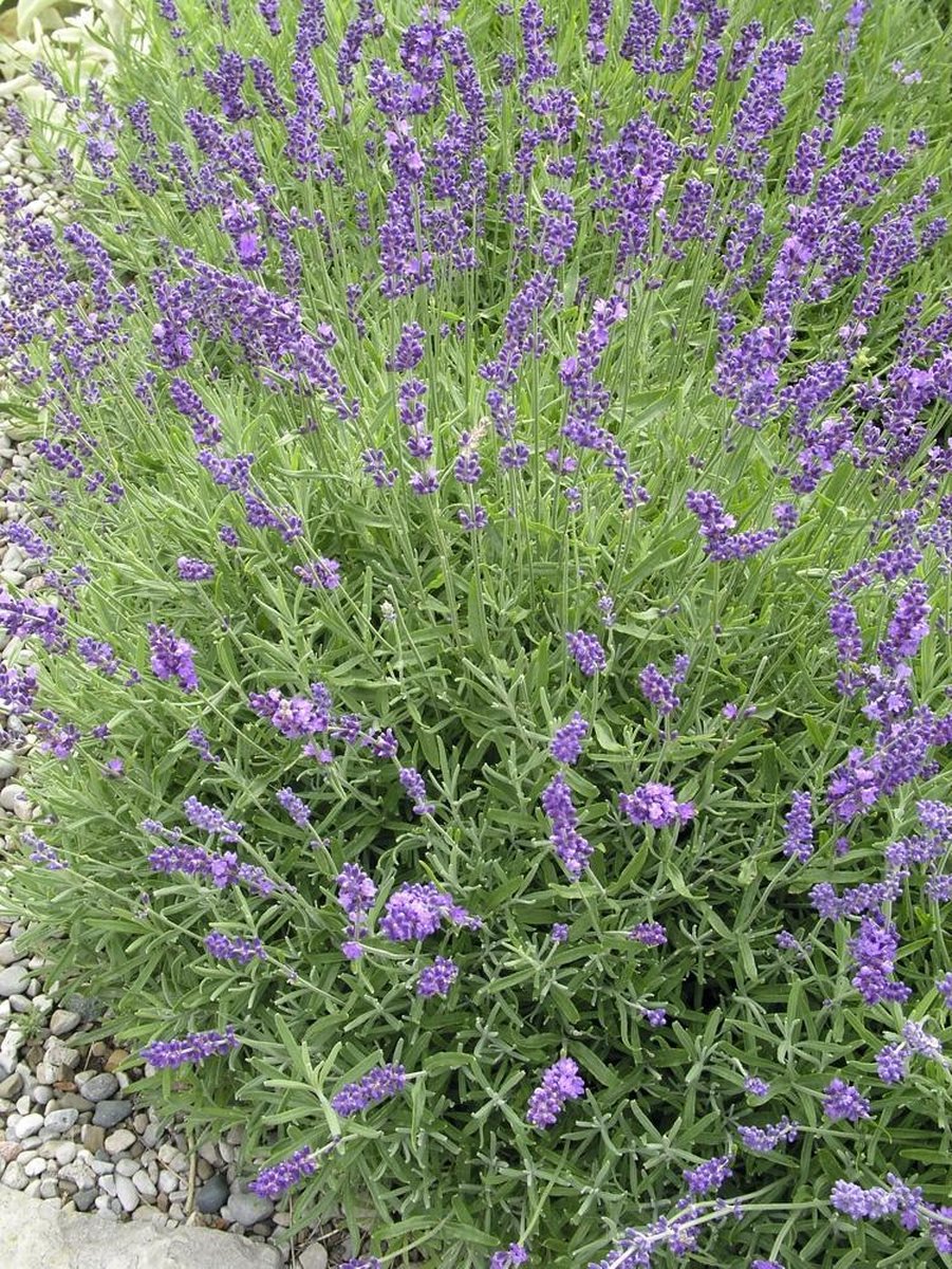 bol.com | 6x Lavandula angustifolia Hidcote XL - Lavendel 1.5 liter pot