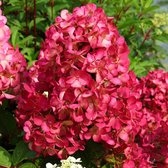 Hydrangea Paniculata' Diamant Rouge' - Pluimhortensia rood-wit - ↑ 25-30cm - Ø 14cm