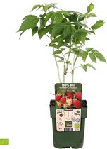 2x Rubus 'Malling Promise' - Rode Framboosstruik - Biologisch - Set van 2 - ↑ 30-60cm - Ø 12cm