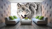 Wolf Animal Photo Wallcovering