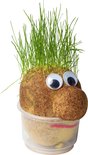 Mr. Bart | Graspop | Graspoppetje | Grow your own gras | wie kent hem niet | Vensterbank | Graszaad | Cadeau |