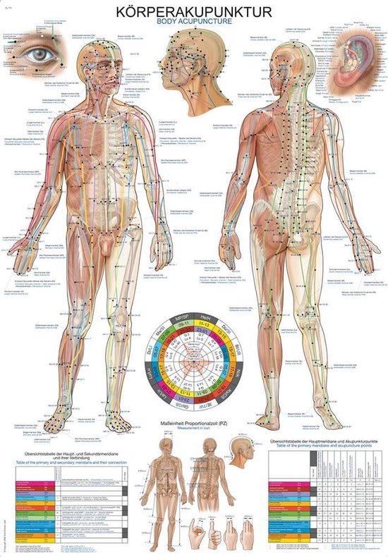 Le corps humain - Poster anatomie méridiens (allemand / anglais, papier, 50x70 cm) + système d'accroche