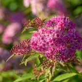 Spiraea Japonica 'Dart's Red' - Spierstruik rood-roze - ↑ 20-25cm - Ø 14cm