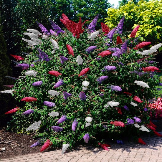 Buddleja Davidii 'Tricolor' - Vlinderstruik roze-wit-blauw - ↑ 25-30cm - Ø 19cm