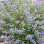 Caryopteris Clandonensis 'Heavenly Blue' - Dwergsering blauw - Struik - ↑ 25-30cm - Ø 17cm