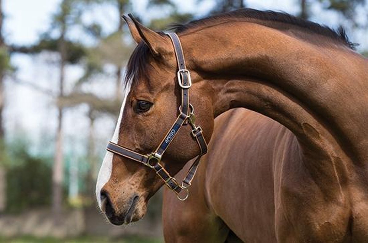 Horseware Amigo Headcollar Royal Blue Pony
