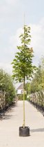 Zuil esdoorn Acer platanoides Columnare h 350 cm st. omtrek 12 cm