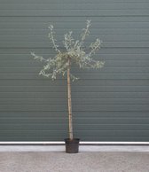 Bomenbezorgd.nl - Boom - Wilgbladige treur sierpeer - stamhoogte 150 cm (4-8 cm stamomtrek) totaalhoogte 170-190 cm - ''Pyrus salicifolia Pendula''