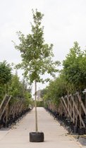Zomereik Quercus robur h 575 cm st. omtrek 22,5 cm