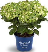Hydrangea Magical 'Noblesse' - Hortensia wit/groen - ↑ 25-35cm - Ø 23cm