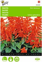 2 stuks Salvia, Vuursalie Sint Jansvuur