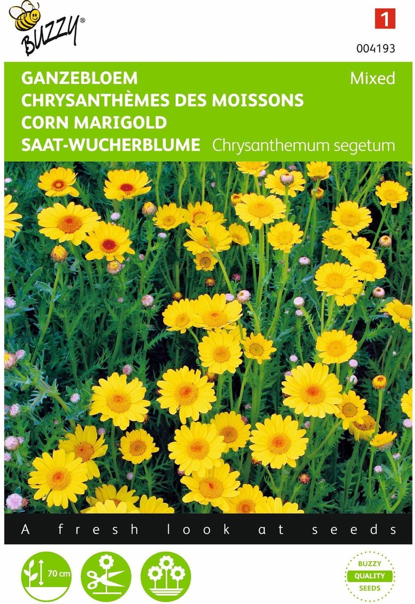 2 stuks Chrysanthemum, Ganzebloem gele tinten gemengd