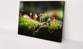 Champignons | 150 x 100 cm | Toile pour l'extérieur | Peinture | Plein air | Tissu de jardin