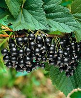 Ribes nigrum 'Titania' zwarte bes, zwarte aalbes, cassis, pot gekweekt voor tuin, moestuin, terras of balkon.
