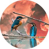 Muurcirkels FBRK. Ijsvogels Dibond 30 cm - Foto behang - wanddecoratie