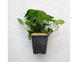Anubias Barteri XXL Moederplant