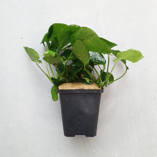 Foto: Easy plants aquarium kunst planten klein voorgrond combinatieset 2