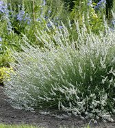 12x Lavandula angustifolia Edelweiss - Witte Lavendel in 0,5 liter pot met planthoogte 10-20cm