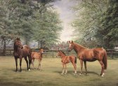 Eagle® Diamond Painting Volwassenen - Diamond Painting Kinderen - Paarden met Veulens - 50x40cm