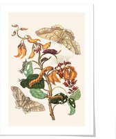 Art print ‘Maria Sibylla Meriam - Diverse vlinders’ 50x70 cm.