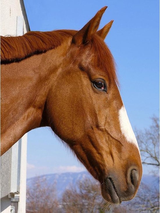 Diamond painting - Bruin paard met blauwe lucht - 40x30cm