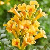 Campsis 'Jazz Gold Trum' - Trompetbloem geel - Set van 2 - ↑ 65-75cm - Ø 14cm