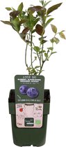 Vaccinium Reka Struik - Biologische Blauwe Bes - 2 Plantjes
