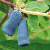 Blauwe Honingbes - Lonicera kamtschatica 'Duet' - kleinfruit - fruitstruik - plant - eigen fruit kweken - 3 stuks