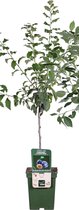 Prunus dom. 'Hauszwetsche' - Pruimelaar - BIO fruitboom