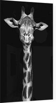 Giraffe op zwarte achtergrond - Foto op Plexiglas - 40 x 60 cm