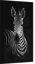 Zebra op zwarte achtergrond - Foto op Plexiglas - 60 x 90 cm