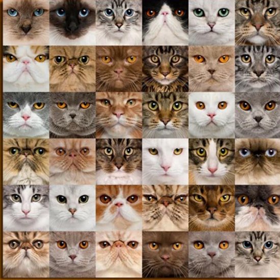 Canvas Schilderij * 36x Kittens voor Katten Liefhebbers * - Kunst aan je Muur - Kattenposter - kleur - 70 x 70 cm