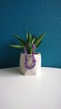 Paarse amethist splitsteen armband om een aloë plant in een betonnen pot.
