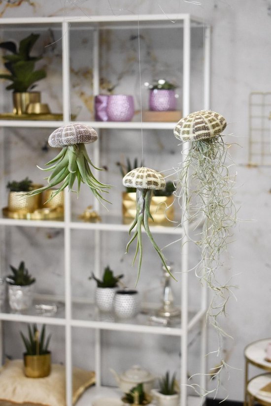 5 Stuks Zee-egel Shell Air Plant Houders, 5 Stijlen Decoratieve 5 Stuks Zee-egel Shell Air Plant Houders, 5 Stijlen Decoratieve