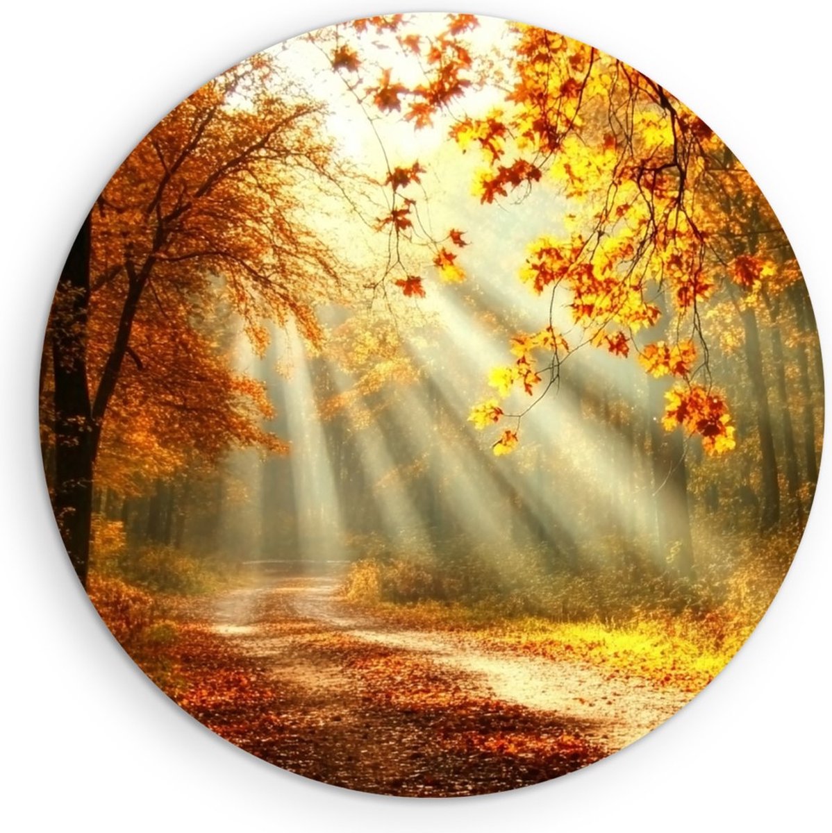 Saammp Forex Muurcirkel - Botanisch - Zonneschijn - Herfstachtig - Landschap - Natuur - Ø 80 - Wandcirkel - Wanddecoratie Cirkel - Muurdecoratie Woonkamer - Slaapkamer decoratie - Rond Schilderij