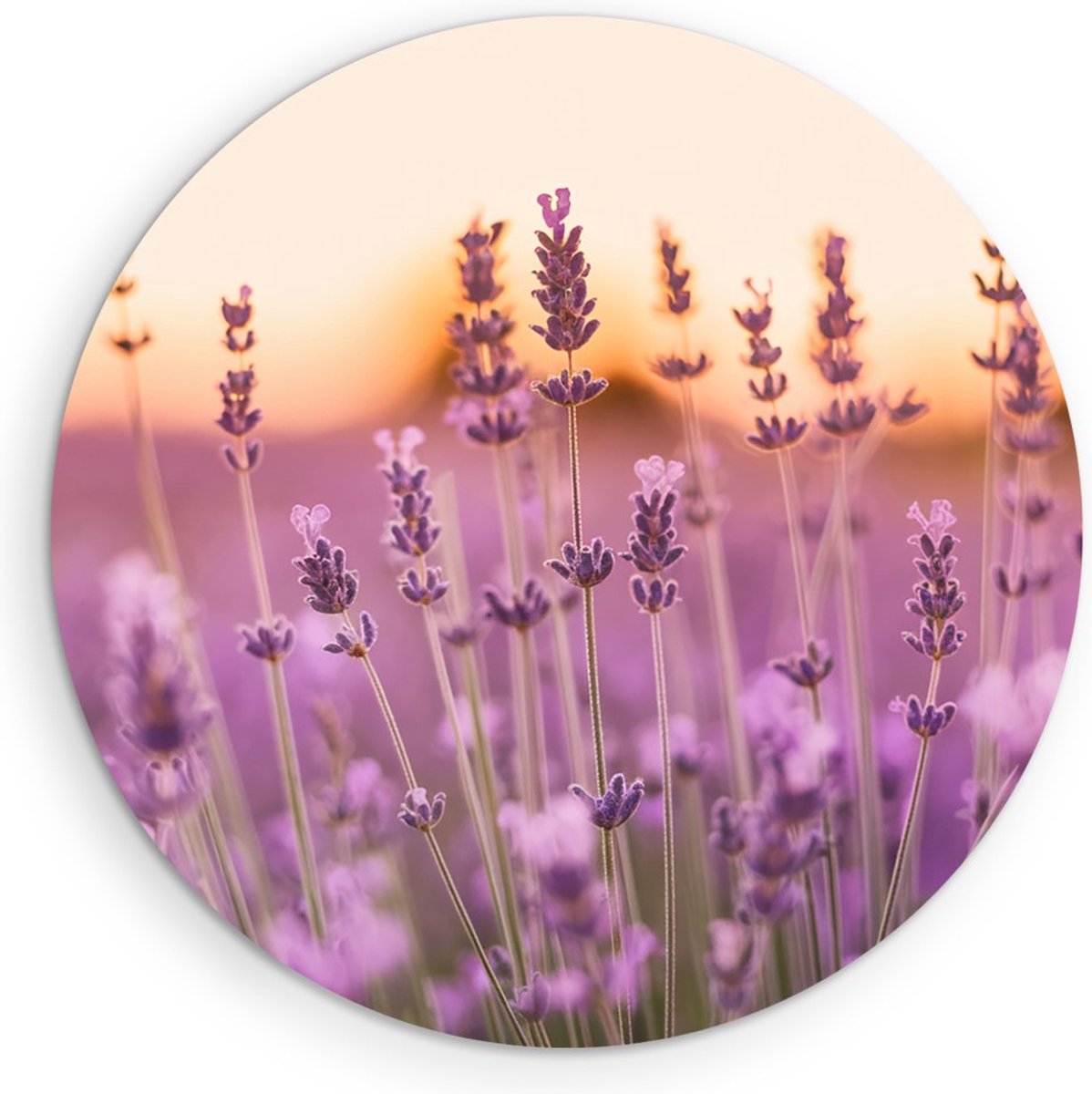 Saammp Muurcirkel Hout - Lavendel Close-up - Zonsondergang - Landschap - Natuur - Ø 40 - Wandcirkel - Wanddecoratie Cirkel - Muurdecoratie Woonkamer - Slaapkamer decoratie - Rond Schilderij