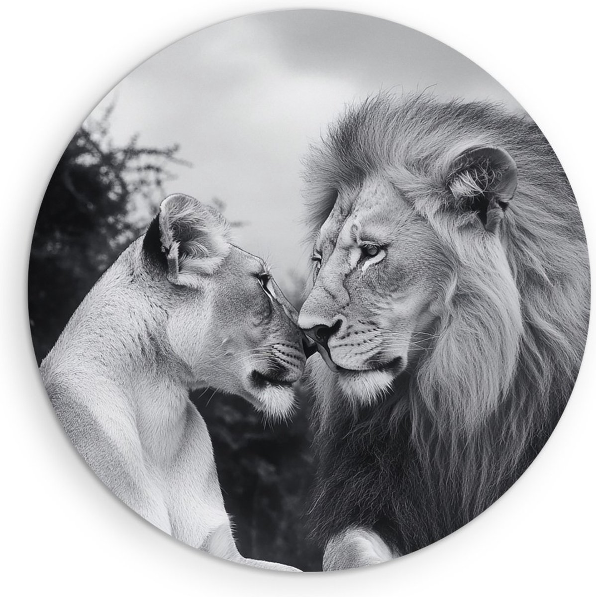 Saammp Forex Muurcirkel - Zwart-wit - Leeuw - Leeuwin - Dieren - Liefde - Ø 60 - Wandcirkel - Wanddecoratie Cirkel - Muurdecoratie Woonkamer - Slaapkamer decoratie - Rond Schilderij