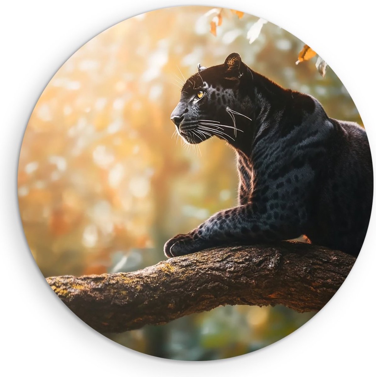 Saammp Forex Muurcirkel - zwarte panter op boom - Natuur - Dieren - Ø 70 - Wandcirkel - Wanddecoratie Cirkel - Muurdecoratie Woonkamer - Slaapkamer decoratie - Rond Schilderij