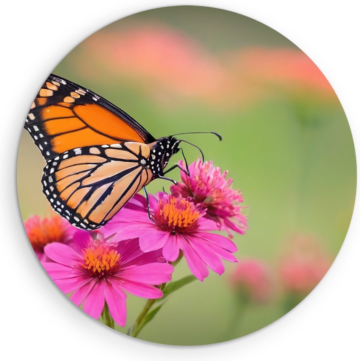 Saammp Forex Muurcirkel - Kleurrijke vlinder - Natuur - Dieren - Ø 50 - Wandcirkel - Wanddecoratie Cirkel - Muurdecoratie Woonkamer - Slaapkamer decoratie - Rond Schilderij