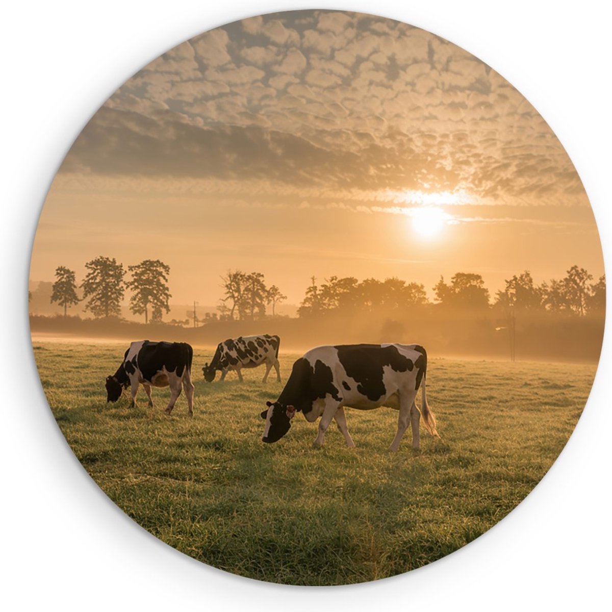Saammp Forex Muurcirkel - Groep koeien in de zonsondergang - Nederland - Dieren - Ø 30 - Wandcirkel - Wanddecoratie Cirkel - Muurdecoratie Woonkamer - Slaapkamer decoratie - Rond Schilderij