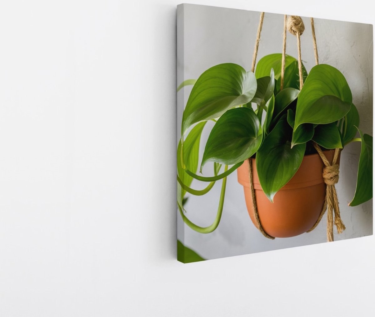Saammp Canvas Schilderij - Planten aan touw - Bloemen - Abstract - 30x30 - Foto op canvas - Wanddecoratie - Muurdecoratie Woonkamer - Kantoor Decoratie Multicolor