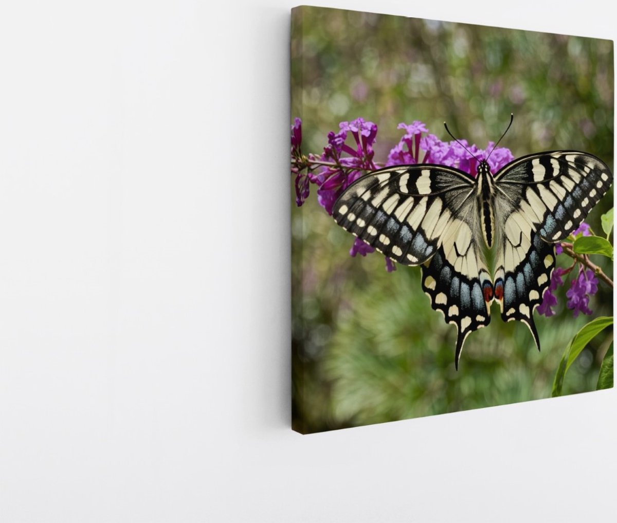 Saammp Canvas Schilderij - Vlinder - Bloemen - Dieren - 40x40 - Foto op canvas - Wanddecoratie - muurdecoratie Woonkamer - Slaapkamer decoratie - Canvas Print Multicolor