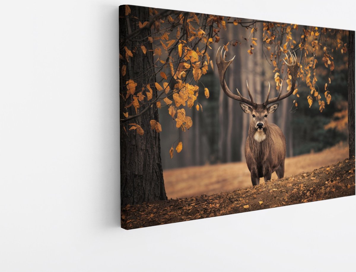 Saammp Canvas Schilderij - Hert in de wei tijdens de herfst tijden - Natuur - Dieren - 150x100 - Foto op canvas - Wanddecoratie - Muurdecoratie Woonkamer - Slaapkamer decoratie - Canvas Print Multicolor