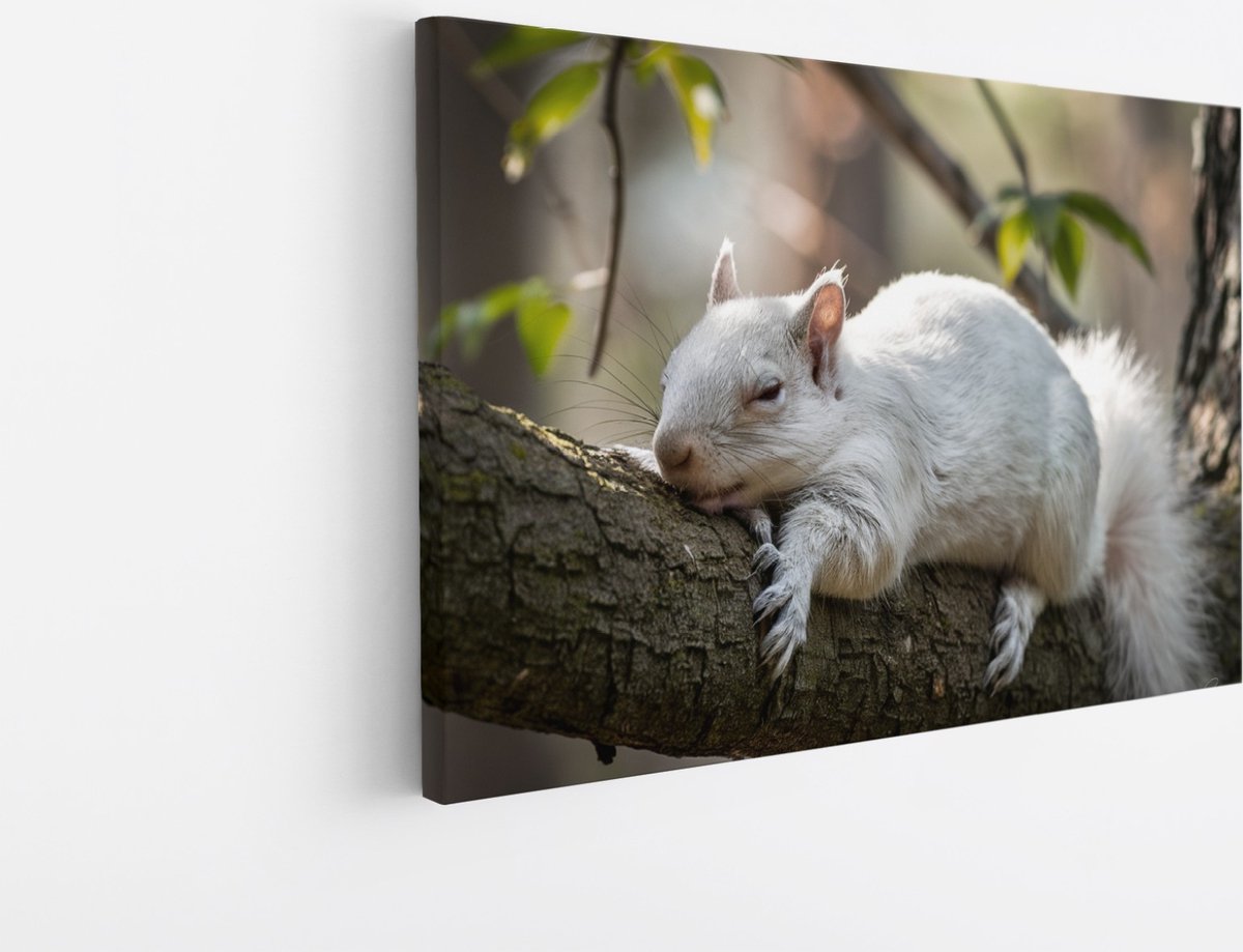 Saammp Canvas Schilderij - Witte Eekhoorn - Natuur - Dieren - 40x30 - Foto op canvas - Wanddecoratie - Muurdecoratie Woonkamer - Slaapkamer decoratie - Canvas Print Multicolor