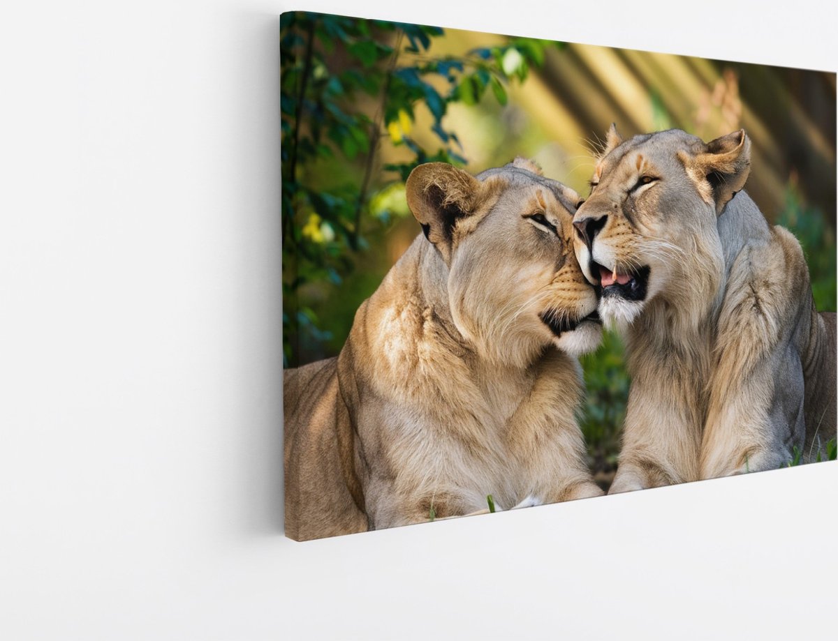 Saammp Canvas Schilderij - Leeuwen - liefdevol - Dieren - Natuur - 30x20 - Foto op canvas - Wanddecoratie - Muurdecoratie Woonkamer - Slaapkamer decoratie - Canvas Print Multicolor