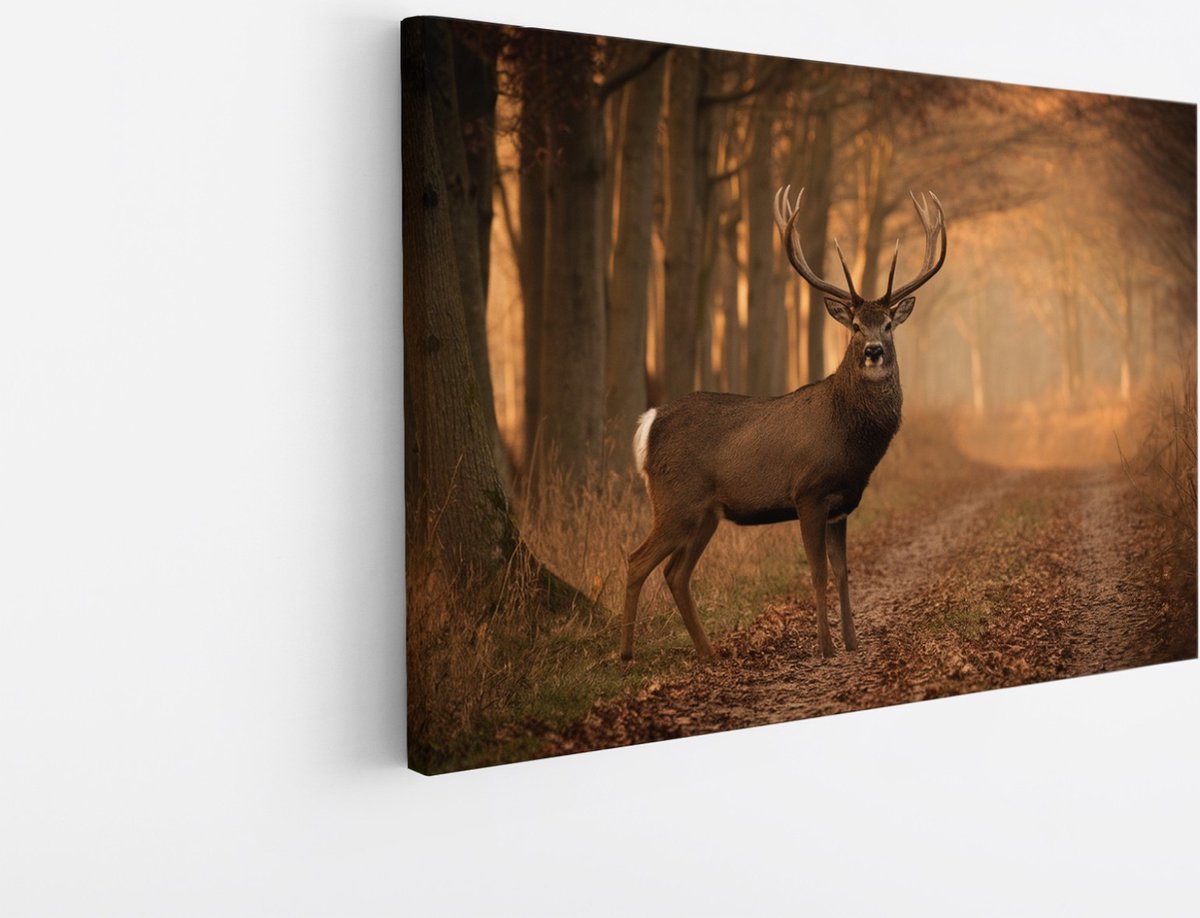 Saammp Canvas Schilderij - Hert bij een bospad - Natuur - Dieren - 70x50 - Foto op canvas - Wanddecoratie - Muurdecoratie Woonkamer - Slaapkamer decoratie - Canvas Print Multicolor
