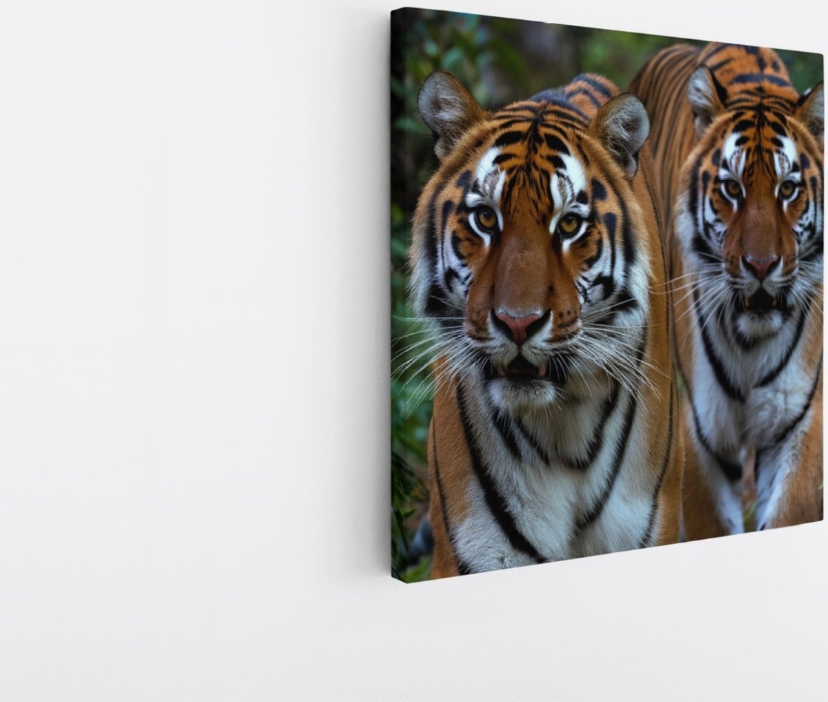 Saammp Canvas Schilderij - Tijgers tussen de Planten - Natuur - Dieren - 20x20 - Foto op canvas - Wanddecoratie - muurdecoratie Woonkamer - Slaapkamer decoratie - Canvas Print Multicolor