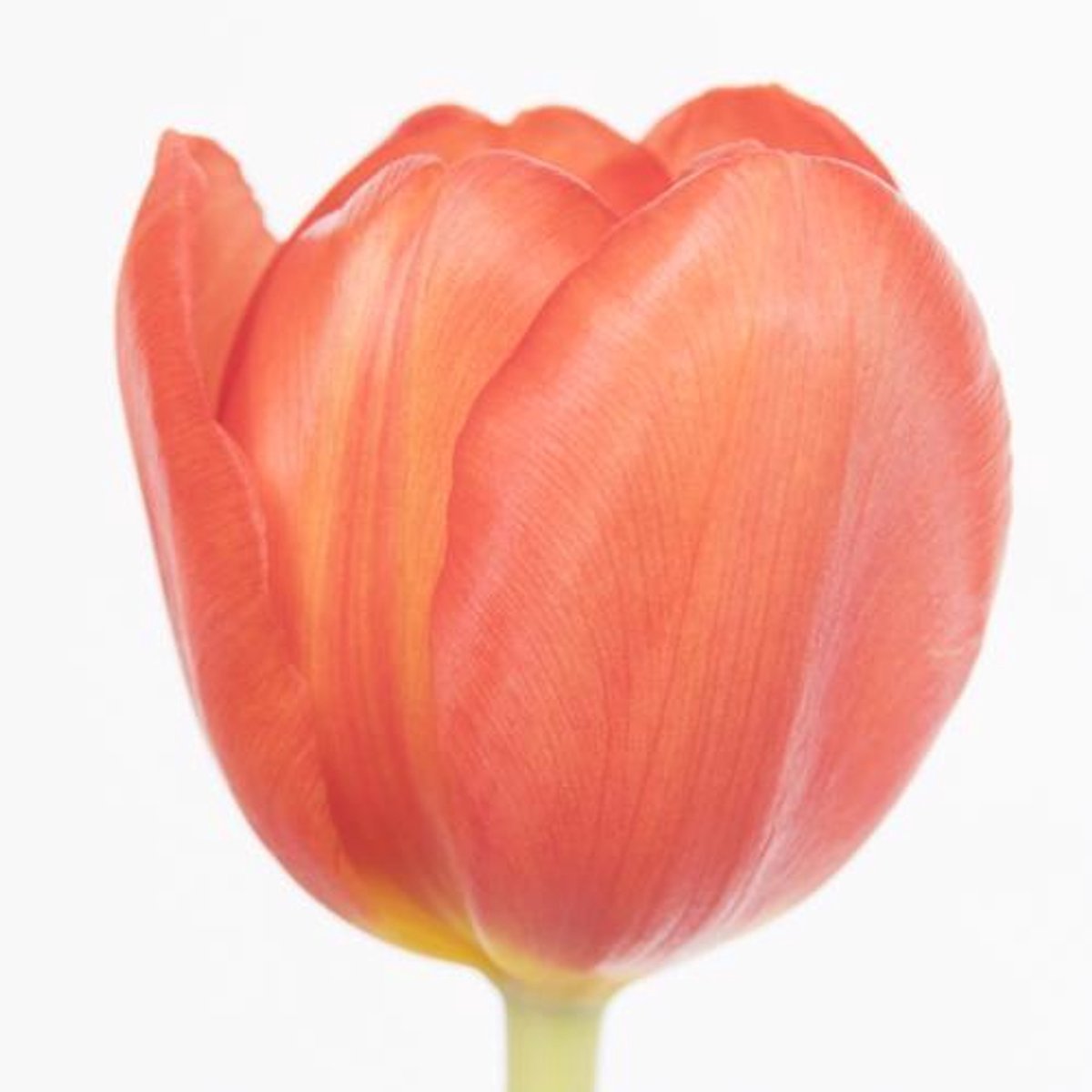 50x Tulipa escape en 40cm